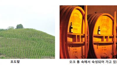 <와인 이야기> 메독 Médoc 두번 째